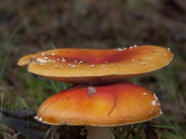 Page Mushrooms