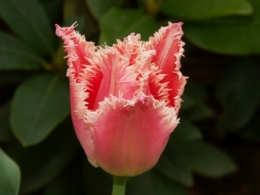 Seite Tulpen